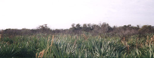 Florida Scrub Habitat