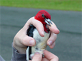 Woodpecker in hand